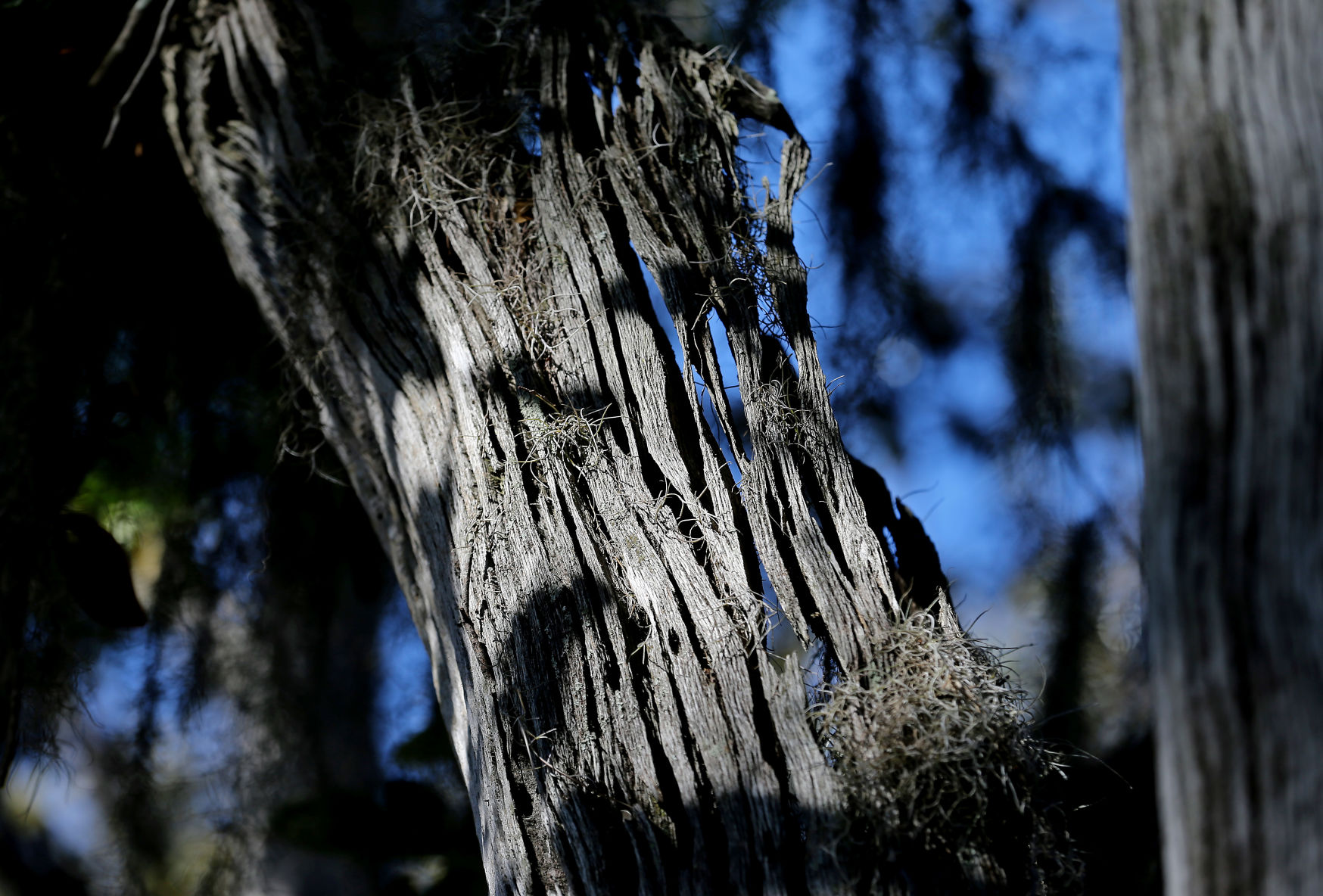dead tree.jpg
